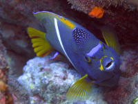 purple yellow fish 
 - Costa Rica