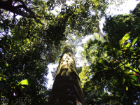 manuel antonio national park canopy  
 - Costa Rica