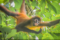        Spider Monkey Corcovado National Park La Leona Station Costa Rica
  - Costa Rica