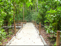 Trail For Disables At Carara National Park
 - Costa Rica