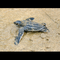        one baby leatherback turtle sprinting to the ocean at playa bonita limon
  - Costa Rica