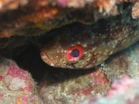 fish underwater 
 - Costa Rica