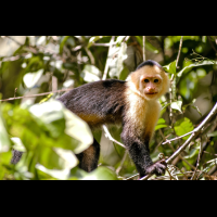 white face monkey staring at camera tortuguero 
 - Costa Rica
