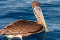        Brown Pelican Pelecanus Occidentalist Floating On Water
  - Costa Rica