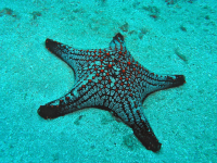 starfish underwater 
 - Costa Rica