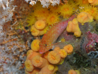 fish underwater 
 - Costa Rica