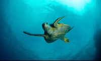 Sea Turtle Swimming
 - Costa Rica