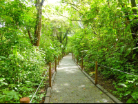 Trail For Disable At Carara National Park
 - Costa Rica