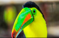 jaguar rescue center keel bill toucan 
 - Costa Rica