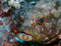 fish underwater 
 - Costa Rica