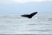 ballena national marine park tail 
 - Costa Rica
