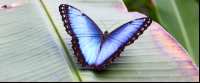        morpho butterfly montezuma butterfly gardens 
  - Costa Rica