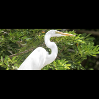 great egret standing 
 - Costa Rica