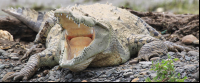        crocodile yawing on the shore of tarcoles river 
  - Costa Rica