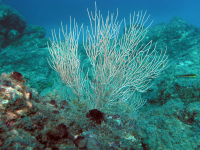 coral underwater 
 - Costa Rica