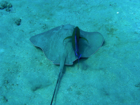 ray underwater 
 - Costa Rica