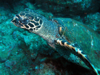 sea turtle underwater 
 - Costa Rica