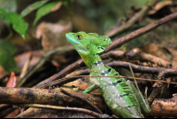 tortuguero national park attraction emerald basilisk  
 - Costa Rica