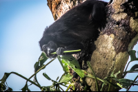 Howler Monkey Eating Leaves During Monkey Tour Puerto Jimenez
 - Costa Rica