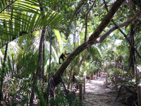 manuel antonio national park attraction beach trail monkey 
 - Costa Rica