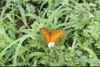        butterfly nosara wildlife reserve 
  - Costa Rica