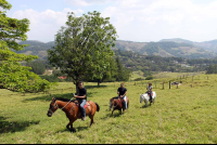        helaconia ranch horses 
  - Costa Rica