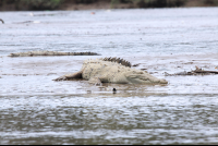        Crocodile Basking The Sun On The Beach
  - Costa Rica