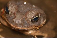 Bufo Toad Face Front
 - Costa Rica