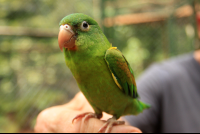 osa animal sanctuary tour page parrot 
 - Costa Rica