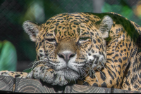 jaguar face shot parque simon bolivar san jose 
 - Costa Rica