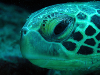 sea turtle underwater 
 - Costa Rica
