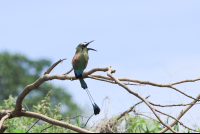        Motmot Singing On A Branch
  - Costa Rica
