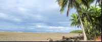uvita beach attraction palms 
 - Costa Rica