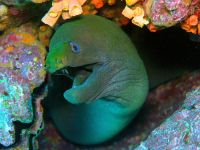 moral eel 
 - Costa Rica