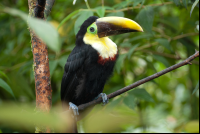 toucan waterfallgardens 
 - Costa Rica