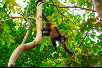 Howler Monkey Moving Through Branches Puerto Viejo
 - Costa Rica