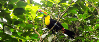 tortuguero national park attraction keel billed toucan 
 - Costa Rica