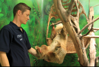        sloth sanctuary helping 
  - Costa Rica