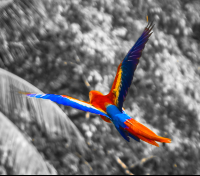        Scarlet Macaw Flying During Sup Lesson Pan Dulce
  - Costa Rica