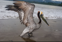        Brown Pelican Pelecanus Occidentalis Opening Its Wings
  - Costa Rica