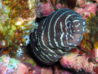striped eel 
 - Costa Rica