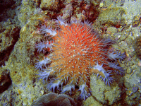 sea anemone 
 - Costa Rica