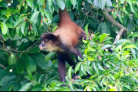 Spider Monkey At San Pedrillo Ranger Station Corcovado National Park
 - Costa Rica