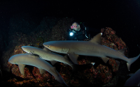 Night Diving Sharks Cocos
 - Costa Rica