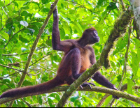        Spider Monkey On Branch Tortuguero
  - Costa Rica