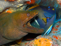 Moray Eel South Pacific
 - Costa Rica