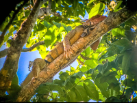 Green Iguana Manuel Antonio National Park
 - Costa Rica