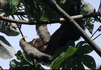 manuel antonio national park attraction three toed sloth 
 - Costa Rica