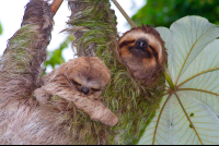 Sloths On Cecropia Tree Manuel Antonio
 - Costa Rica