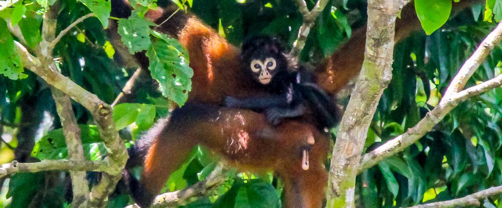 spider monkey with baby on her back san pedrillo ranger station corcovado national park
 - Costa Rica